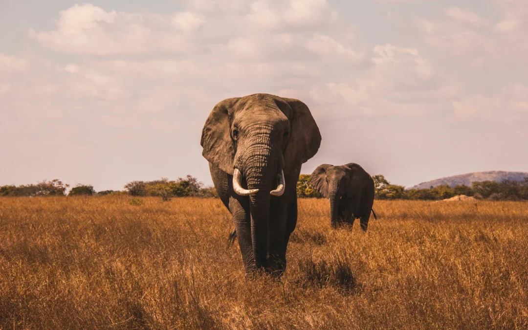15 Best Tanzania Safaris, Tours, and Packages